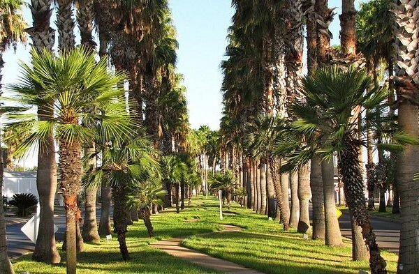 Victoria Palms Rv Resort Reviews