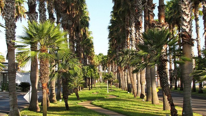 Victoria Palms Rv Resort Reviews